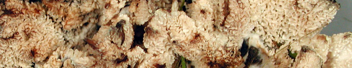 Detail view of irregular pores of Abortiporus.