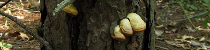 View of small white polypore on dead pine tree.