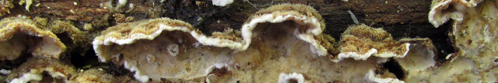Side view of shelves of Lopharia.