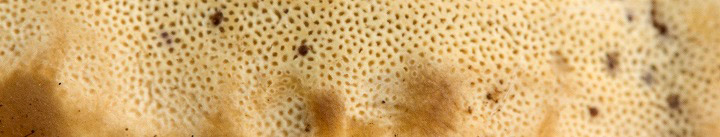 Underside view of a polypore.