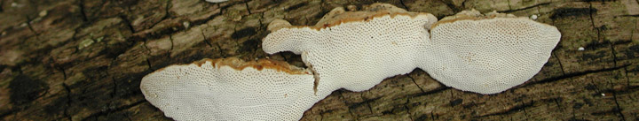 Side view of small white brackets calle Truncospora.