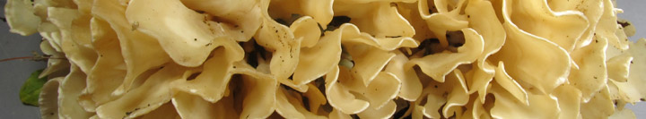 Detail view of the wavy lobes of Sparassis.
