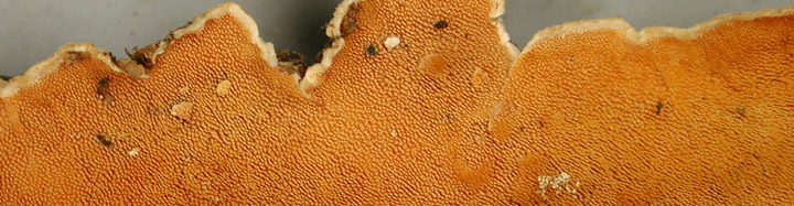 Underside view of orange teeth of Steccherinum.