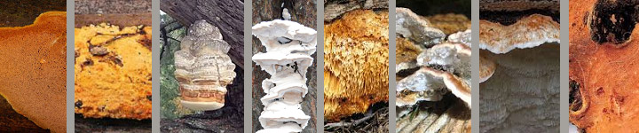 Collage of photos of eight different polypore and crust fungi.