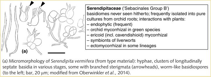 Diagram showing microscope features of Serendipita.