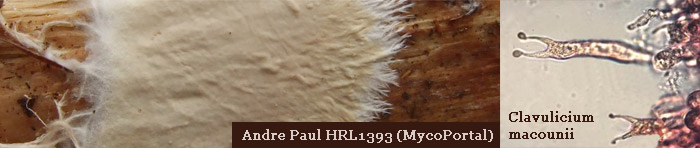 Photos of the crust growth and the basidium of Clavulicium.