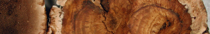 Brown zoned cap of Hydnellum concrescens. Brown zoned cap of Hydnellum concrescens.