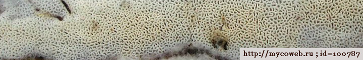 Underside view of pores of Trechispora. Underside view of pores of Trechispora.
