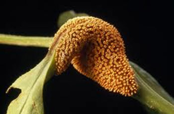 Puccinia .