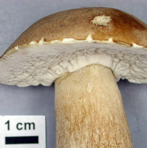 Close-up view of mushroom.