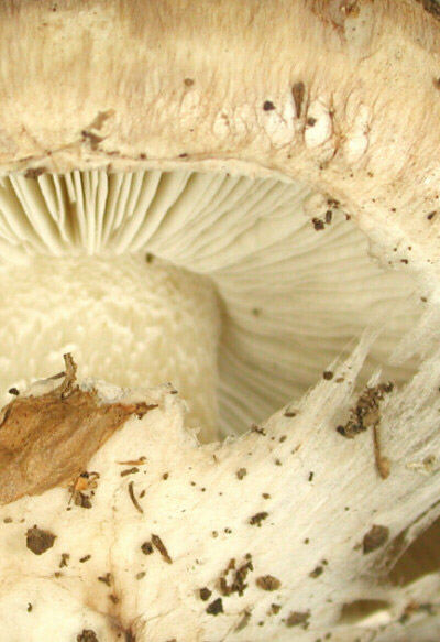 mushroom close-up.