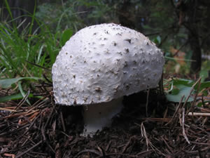 white mushroom in ground