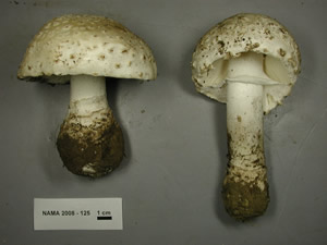 white mushroom on gray card with voucher number