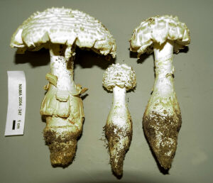 Amanita ravenelii, photo by Jerry Sheine