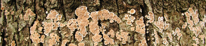 Aleurodiscus oakesii, 2008 Sep 15, IDNL. Pale round disks on bark.
