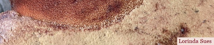 View of stem and underside pores.