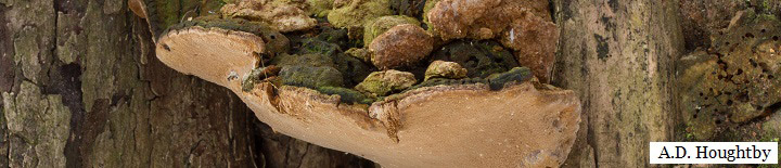 Side view of brown bracket.
