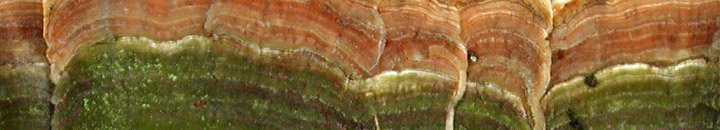Upper side view of Stereum bracket.