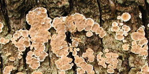 Pale crust discs on bark.