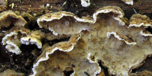 Gray hairy bracket with pale underside.