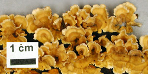 Stereum complicatum, PRL 11479, Illinois.