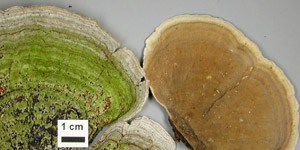Stereum fasciatum, PRL 10810, Illinois.