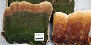 Stereum fasciatum, PRL 11824, Illinois.