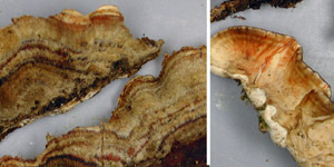Stereum gausapatum, PRL 12814, Quercus, Illinois.
