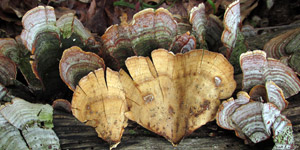 Stereum, PRL 13611, Illinois.