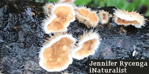 Stereum ochraceoflavum, Jennifer Rycenga, iNaturalist 20882933, California.
