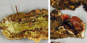 Stereum sanguinolentum, PRL MF12136, dead white pine, Wisconsin.