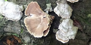 Stereum striatum, PRL 13914, Carpinus, Illinois.