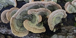 Stereum subtomentosum, 2023 Sep 30, Illinois.