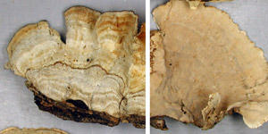 Stereum, PRL 12722, Illinois.