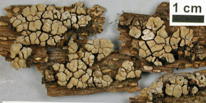 Gray blocks with black edges on wood.