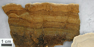 Bracket with very dark brown upperside.