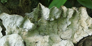 Dark bracket with hard gray underside.